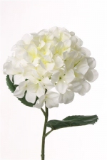 Hortensia wit, ø20cm 68cm